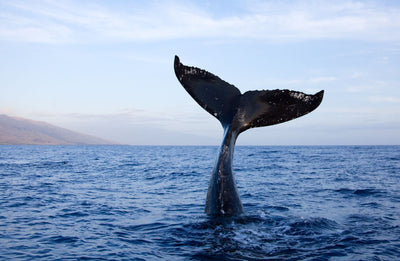 A Safe Haven: Understanding the Need for Whale Sanctuaries