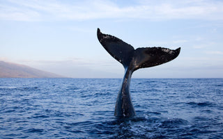 A Safe Haven for Whales: Understanding the Need for Sanctuaries
