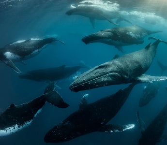 Whales and their Migration Patterns: Exploring Long-Distance Travels