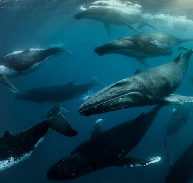 Whales and their Migration Patterns: Exploring Long-Distance Travels