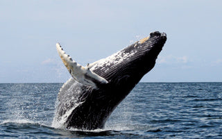 GLOBAL WHALE DAY: APPRECIATING THE MAGNIFICENCE OF WHALES AND PROMOTING MARINE CONSERVATION