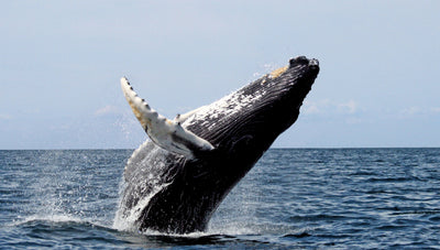 Global Whale Day: Appreciating the Magnificence of Whales and Promoting Marine Conservation