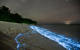 The Science of Bioluminescence: How Plankton Light Up the Ocean