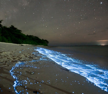 The Science of Bioluminescence: How Plankton Light Up the Ocean