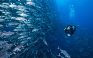 EXPLORING THE DEPTHS: AN INTRODUCTION TO SCUBA DIVING