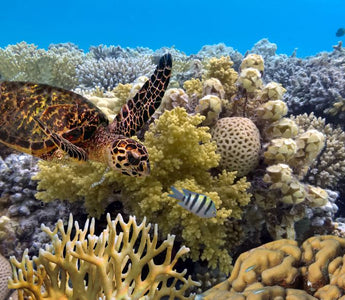 THE GREAT BARRIER REEF: DIVE, SNORKEL, AND SAIL THROUGH AUSTRALIA'S CORAL WONDERLAND