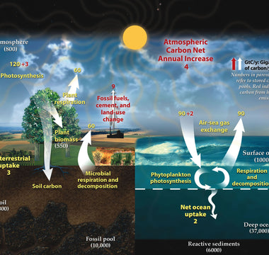 The Carbon Footprint of Daily Commutes: Transportation's Role in Ocean Acidification