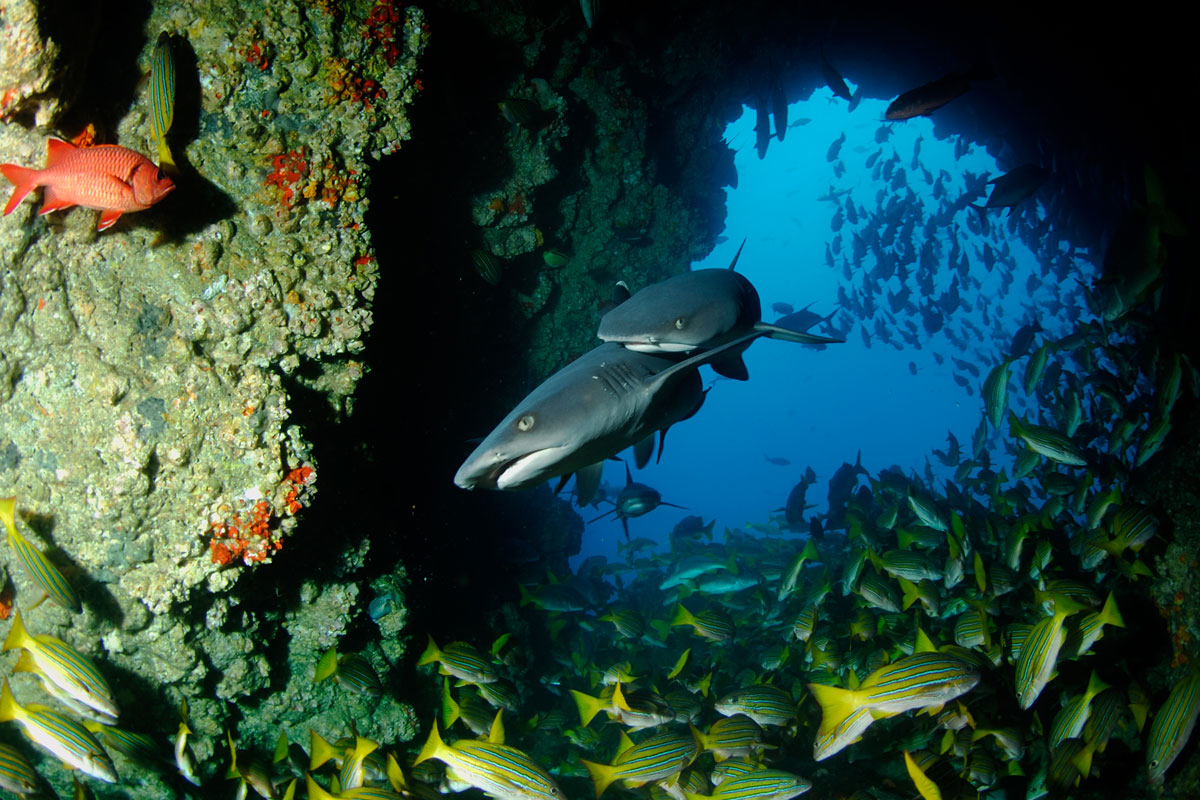Costa Rica: Explore the Underwater World of Cocos Island – Spinnaker ...