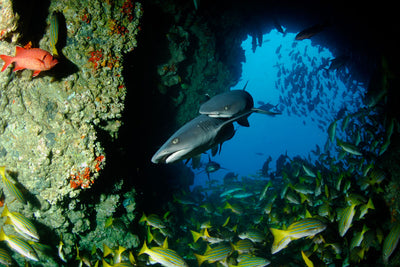 Costa Rica: Explore the Underwater World of Cocos Island