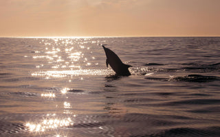 Dolphin-Friendly Tourism: Promoting Responsible Dolphin Encounters 