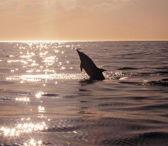 Dolphin-Friendly Tourism: Promoting Responsible Dolphin Encounters 