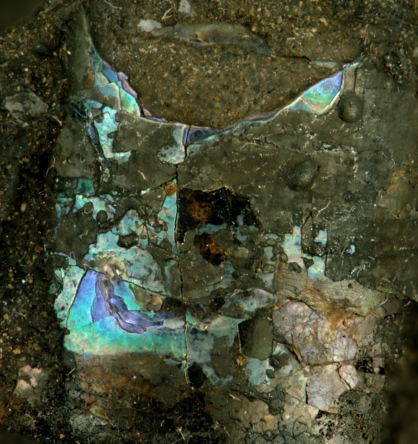 Mother Shell A Dive into the Iridescent Beauty: How Mother of Pearl is Formed ...