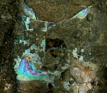 A DIVE INTO THE IRIDESCENT BEAUTY: HOW MOTHER OF PEARL IS FORMED