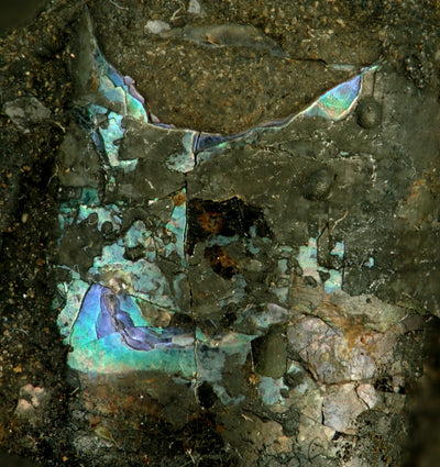 A Dive into the Iridescent Beauty: How Mother of Pearl is Formed