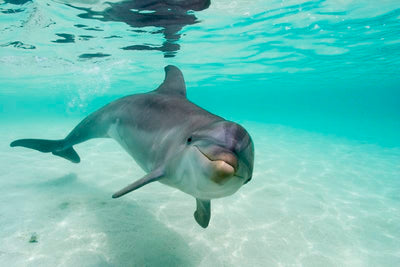 Dolphin Myths vs. Facts: Dispelling Common Misconceptions
