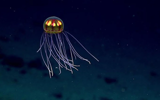This stunning sea jelly was seen while exploring the Enigma Seamount at 12,139 feet (3,700 meters) in the Marianas Trench Marine National Monument.