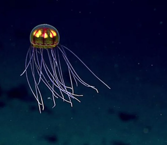 This stunning sea jelly was seen while exploring the Enigma Seamount at 12,139 feet (3,700 meters) in the Marianas Trench Marine National Monument.