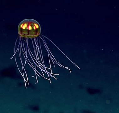 This stunning sea jelly was seen while exploring the Enigma Seamount at 12,139 feet (3,700 meters) in the Marianas Trench Marine National Monument.