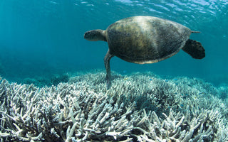 From Oxybenzone to Octinoxate: Harmful Chemicals in Sunscreens and Their Impact on Coral Reefs