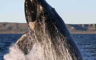The Cultural Significance of Whales: Legends, Myths, and Symbolism