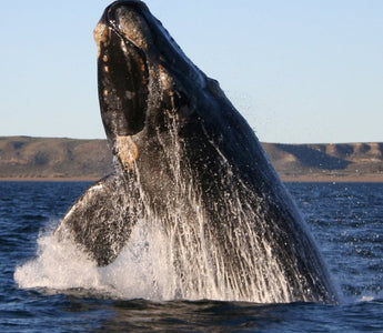 The Cultural Significance of Whales: Legends, Myths, and Symbolism