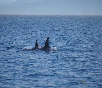 FROM CAPTIVITY TO FREEDOM: THE RESCUED WHALES' STORIES