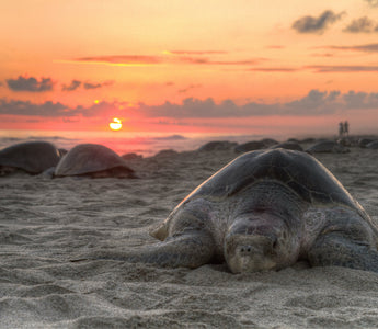 The Life Cycle of Sea Turtles: From Hatchlings to Adult Survivors