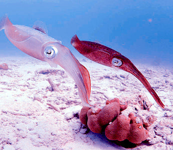 The Role of Squids in Marine Food Webs: Predators and Prey